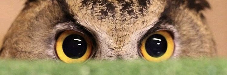 OwlsEveryHour's profile banner image