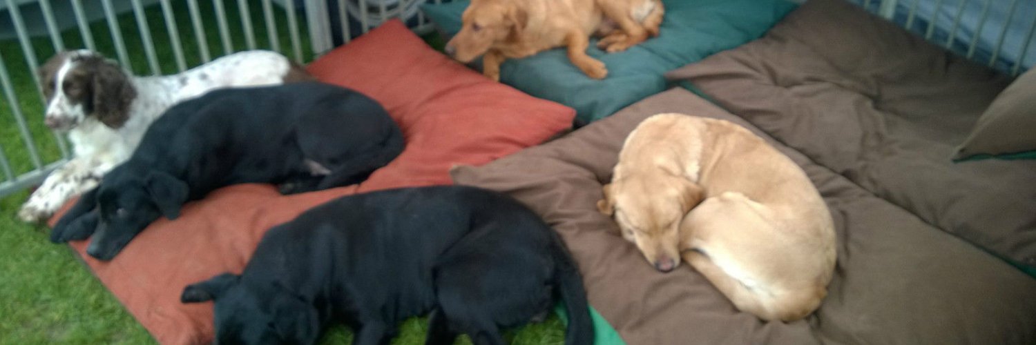 Kennelmate Dog Beds banner