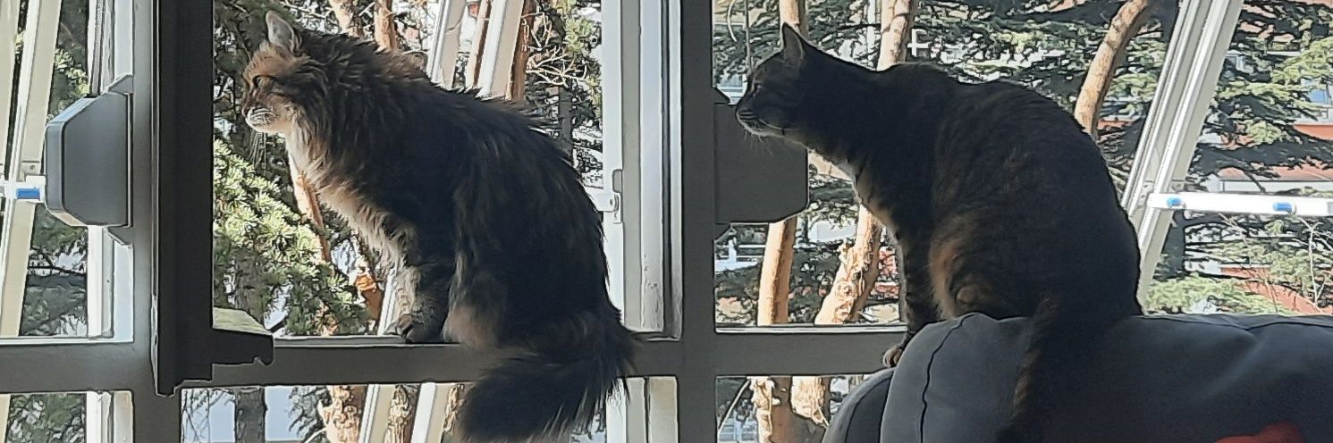 busularderin's profile banner image