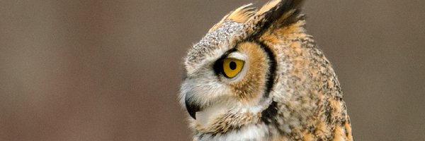 CJ0pp3l Profile Banner