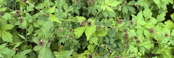 SanchoVoltov_V2 Profile Banner