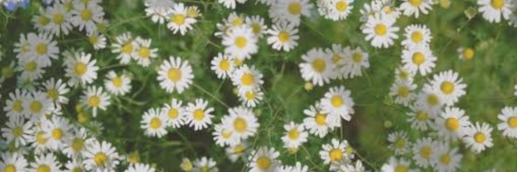 よつば🌼 banner