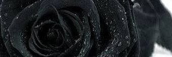 H_Stevolution's profile banner image