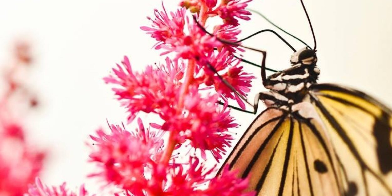 NL Insectarium banner