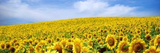 BarleyB🗽🌻🍉 banner