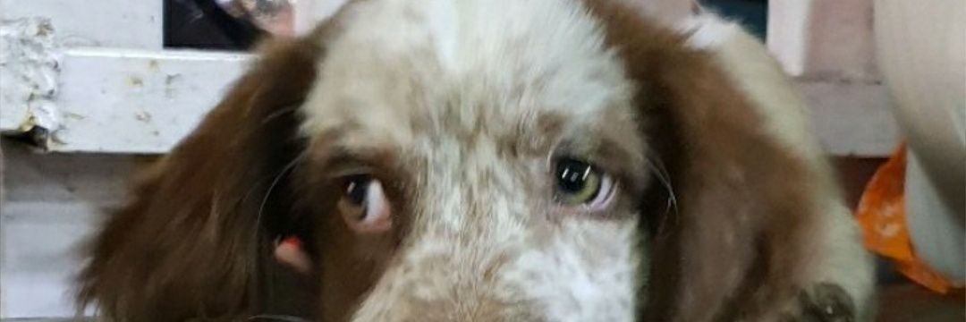 RAjMADZ's profile banner image