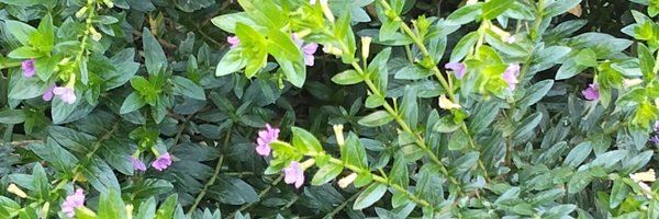 GidaLangat Profile Banner