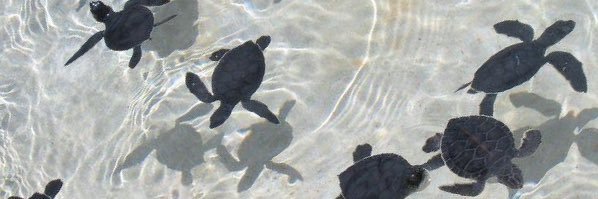 AgusMelgares's profile banner image