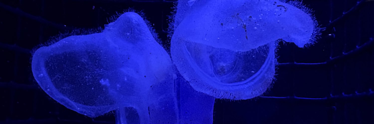 Megachasma banner