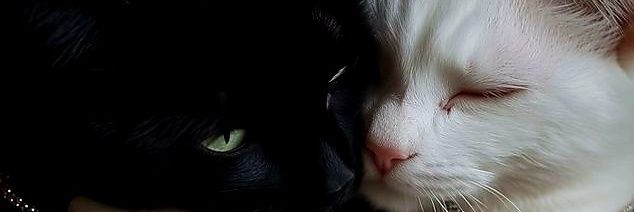 Angie 📖 fúria vermelha banner