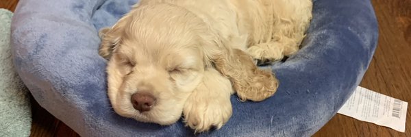 Fairley_NTD Profile Banner