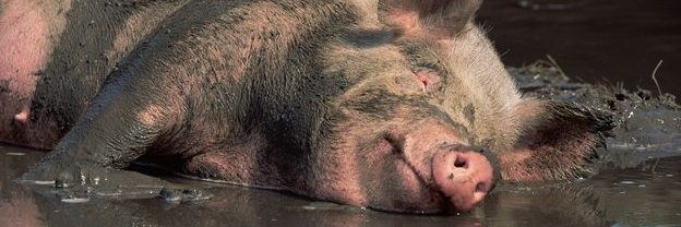 mrpig0's profile banner image
