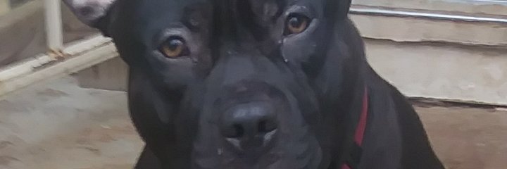 ke_shish's profile banner image