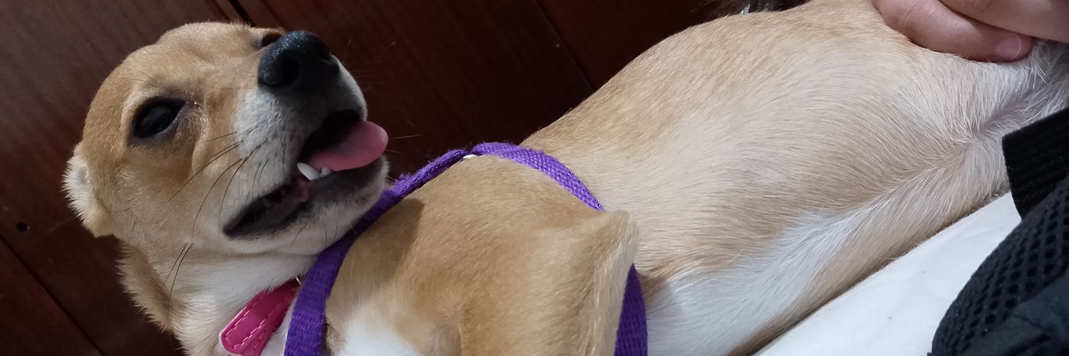AntooBistotto's profile banner image