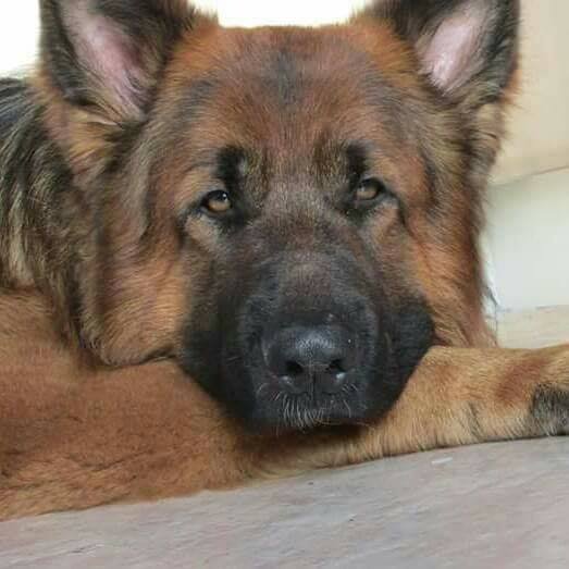 HugoGSD's profile banner image