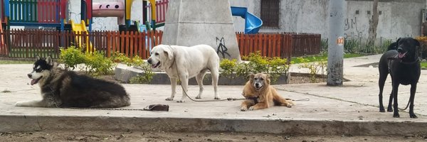 claudioarkeo Profile Banner