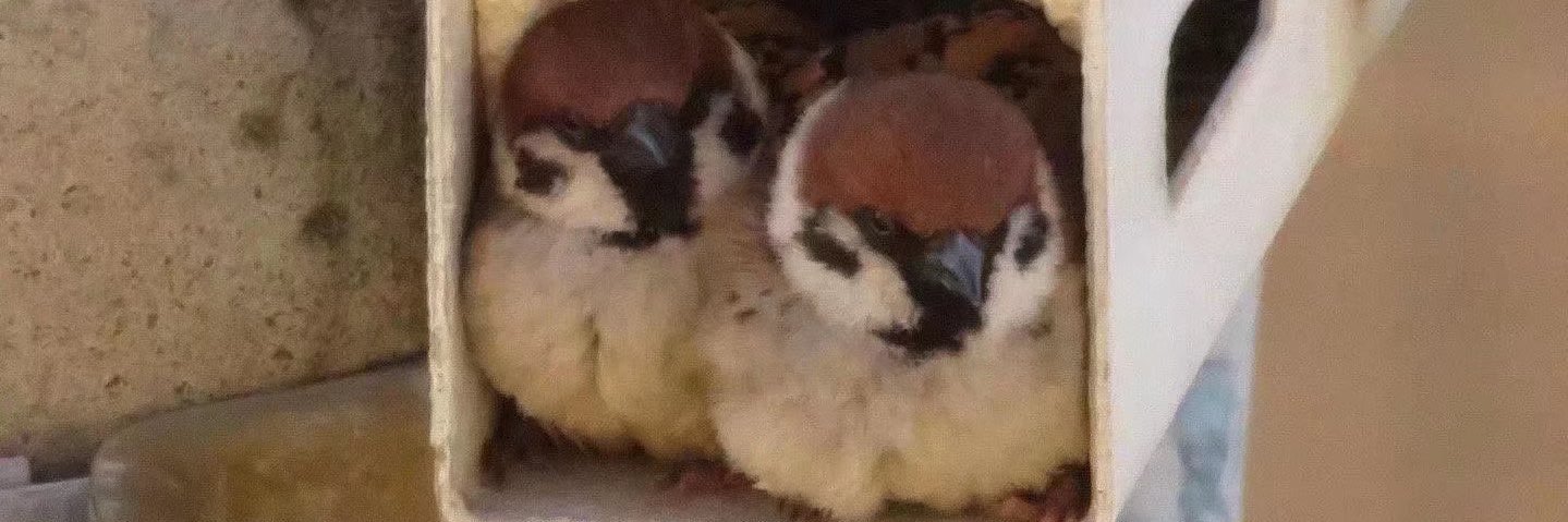 Super章鱼丸 banner