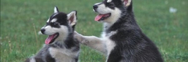 KobiPup Profile Banner