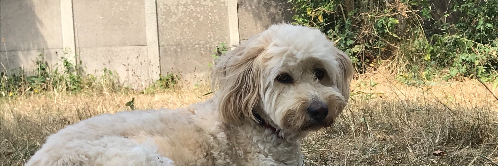 pal4paws's profile banner image