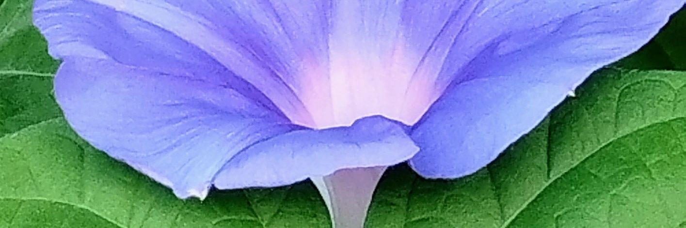 Susumu2005's profile banner image