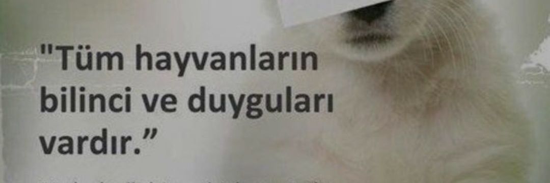 CeylanAydas's profile banner image