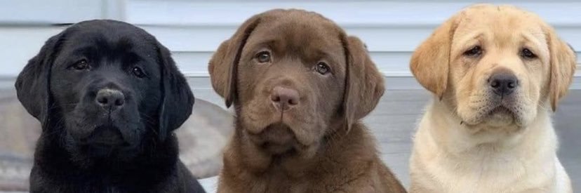 pavlov_gf's profile banner image