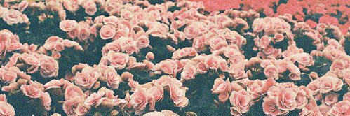 Magui_Damiani's profile banner image