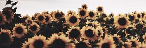 vic 🦋 banner