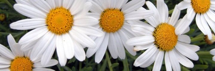 brendasachetto's profile banner image
