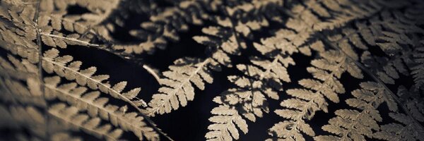 sPECtre Profile Banner