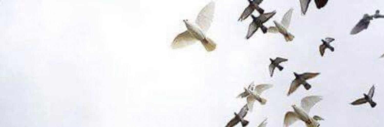 bee1444771's profile banner image