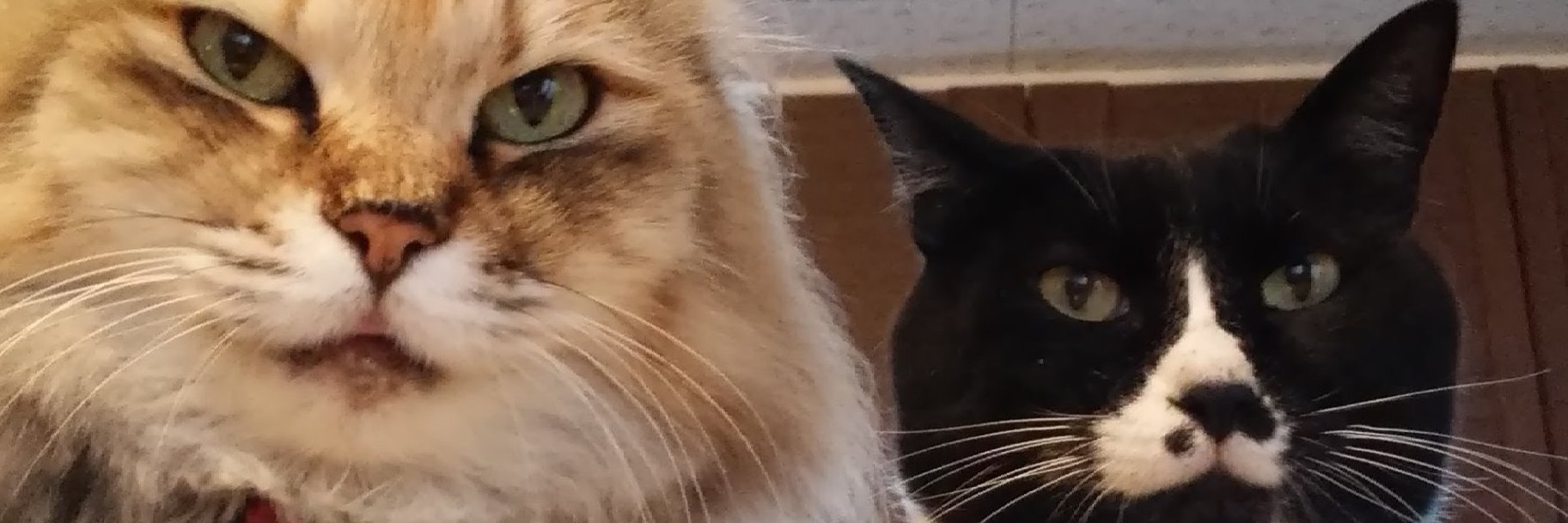 kuuneko2's profile banner image