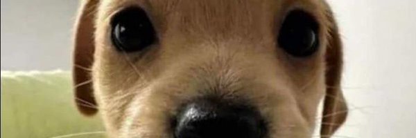 BuckCow Profile Banner