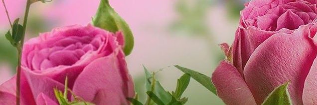 ff5597's profile banner image
