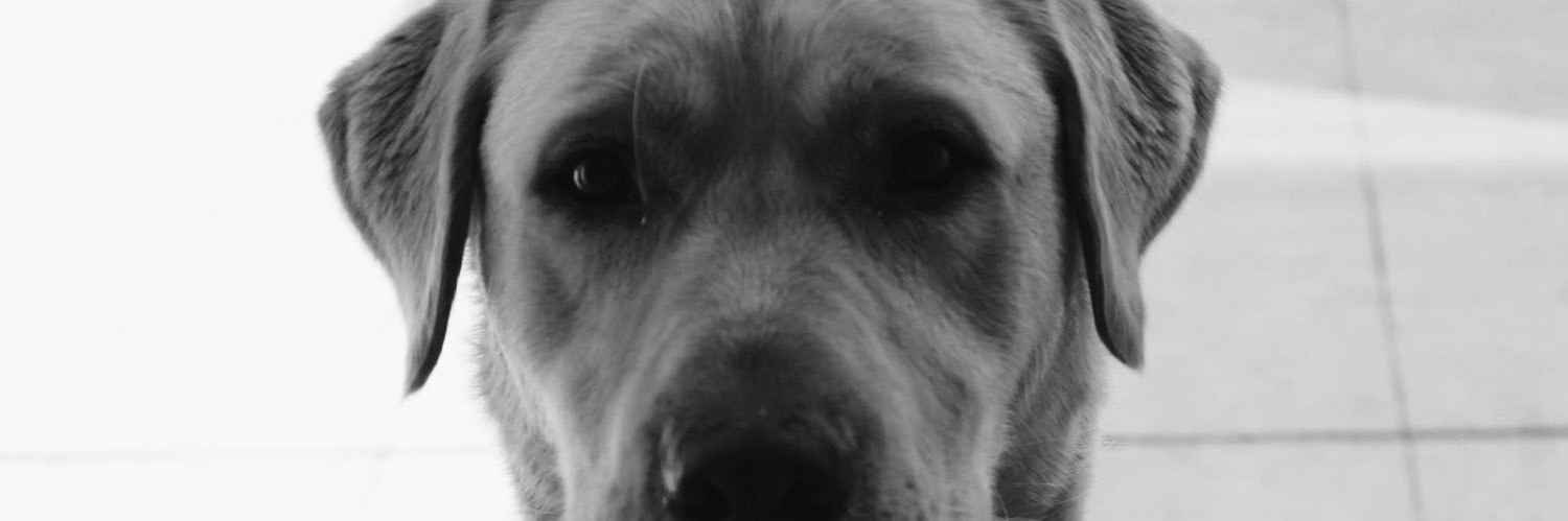 joaoamaralgil's profile banner image
