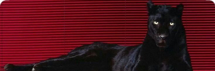 alinobru's profile banner image