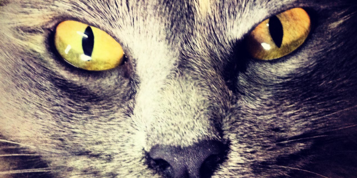 bruumaioli's profile banner image