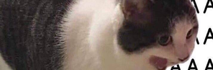 amyltnguyen's profile banner image