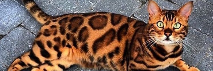 Molly847 banner