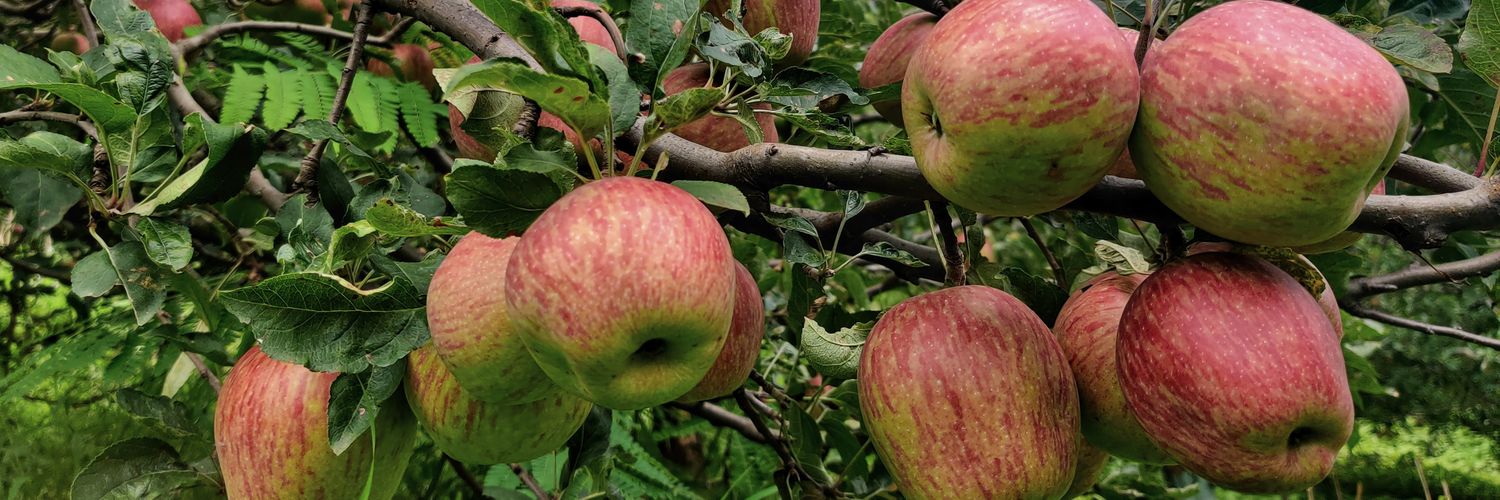 Tons Valley Shop banner