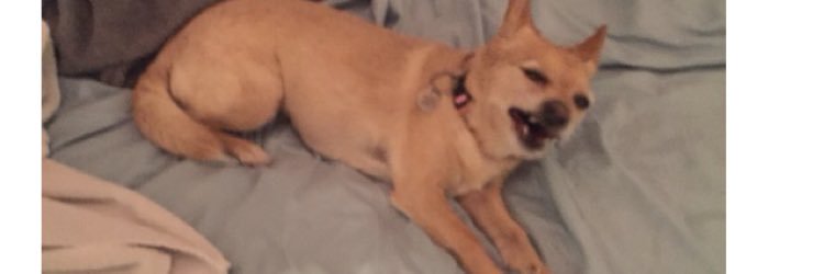aimeeevo's profile banner image