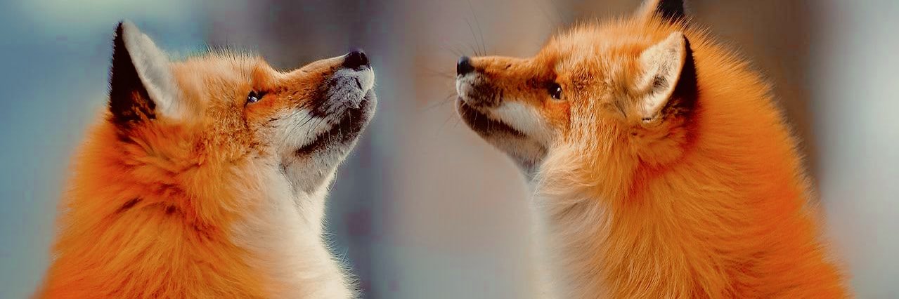 Dazedfox's profile banner image