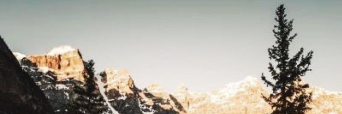 wiltedivy's profile banner image