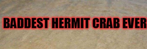 crab_daily's profile banner image