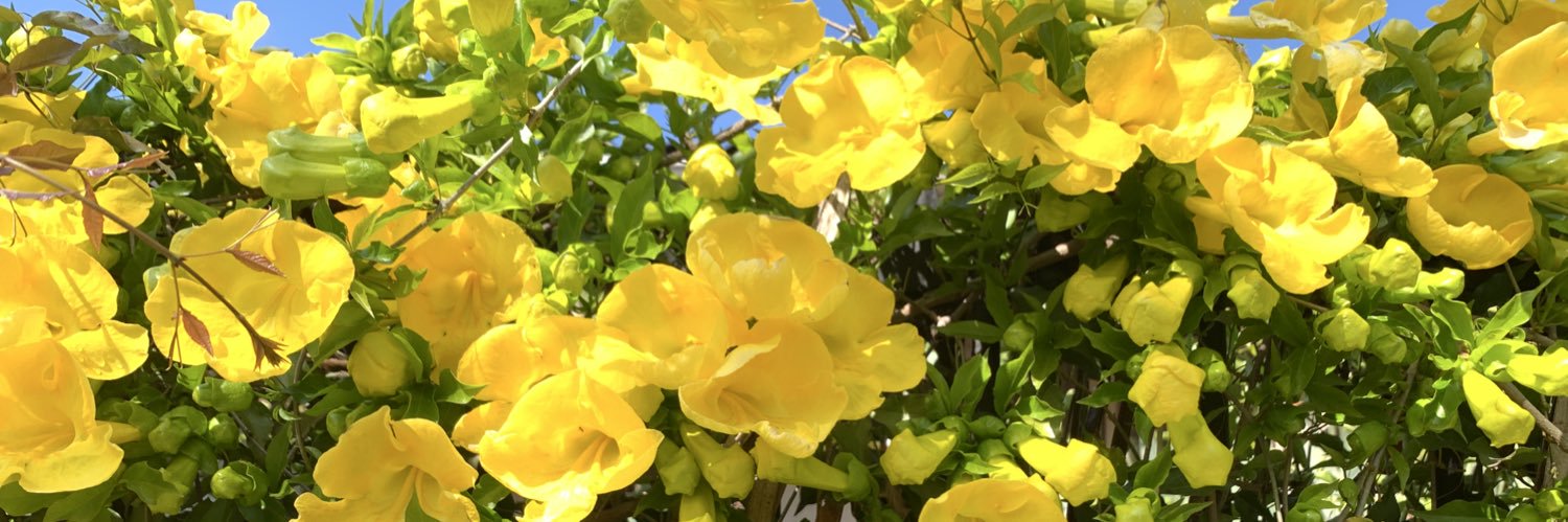MCarolinaGG's profile banner image