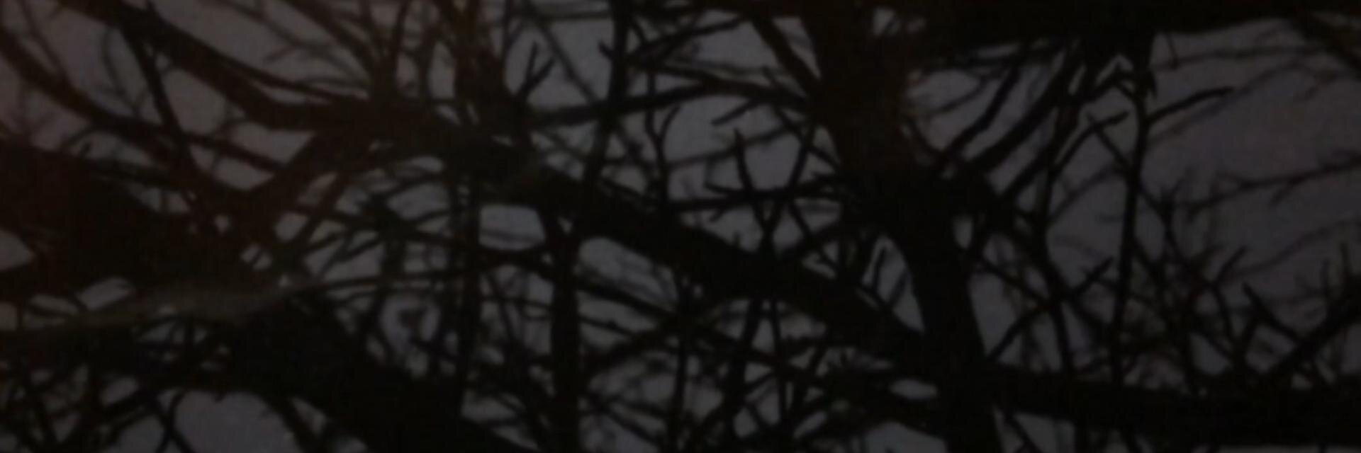 cellotim's profile banner image