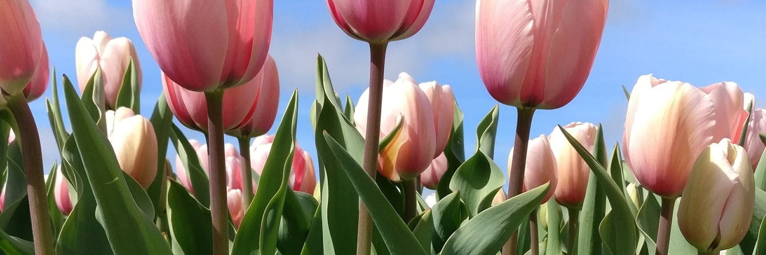 Jolijnstweets's profile banner image