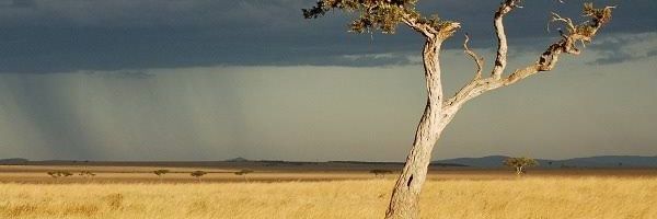 murilonsilveira's profile banner image
