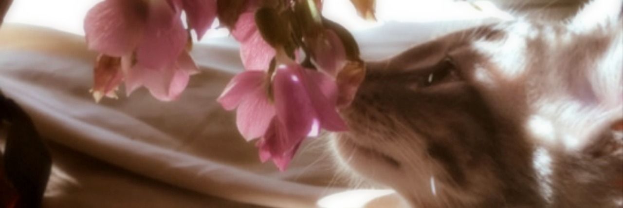 chanxsenpai's profile banner image