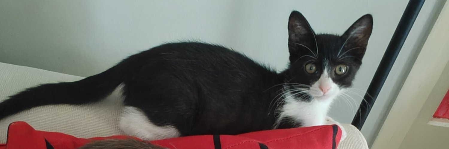 cataramenos's profile banner image